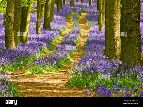 Bluebells in Ashridge Estate Stock Photo - Alamy