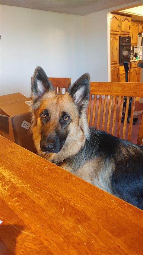 What are you lookin' at? #germanshepherd | German shepherd photography, German shepherd puppies ...