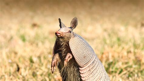 Armadillo | San Diego Zoo Animals & Plants