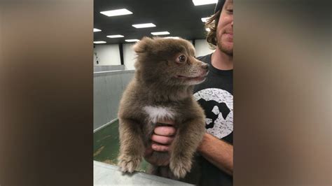 The Mystery of This Adorable 'Bear Dog' Has Been Solved - ABC News