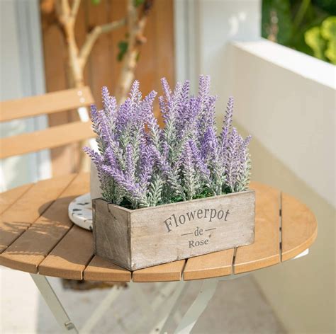 French Lavender Plant