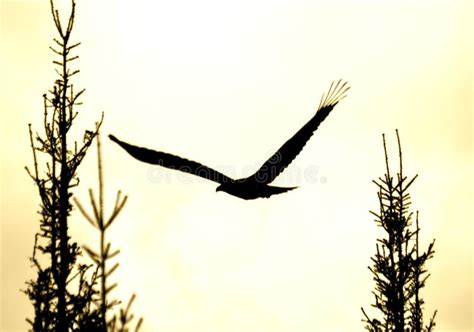 Soaring eagle silhouette stock photo. Image of dawn, silhouette - 24595784