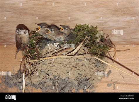 Wren feeding chicks at the nest Stock Photo - Alamy