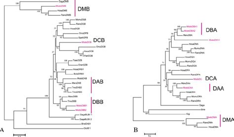 Phylogenetic Tree of the MHC Class II Genes (A) MHC Class IIB gene... | Download Scientific Diagram