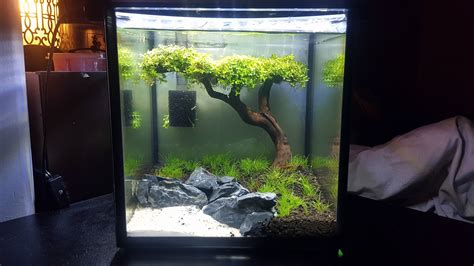 2 gallon shrimp tank : r/Aquariums