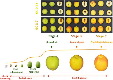 Frontiers | Analysis of Metabolites and Gene Expression Changes ...