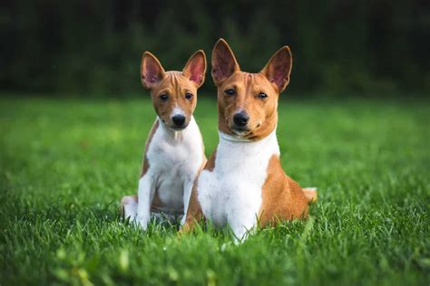 10 Best Basenji Dog Breeders in the USA: Basenji's for Sale - Juniper Pets