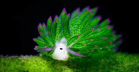 Sea Sheep This Adorable Sea Slug Eats A Lot Algae It Can Photosynthesize