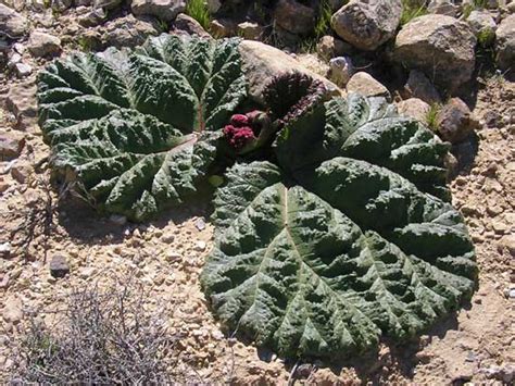 In Jordan and Israel There is a Desert Plant That Waters Itself | Green Prophet | Impact News ...