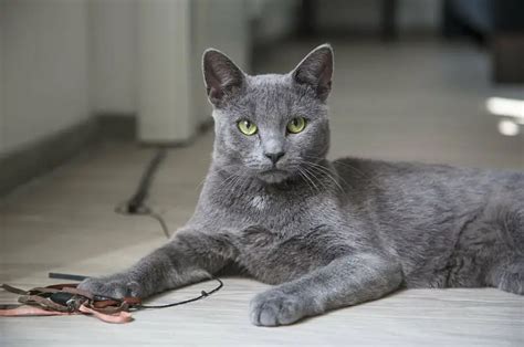 Silver Cat Breeds That Look Absolutely Gorgeous