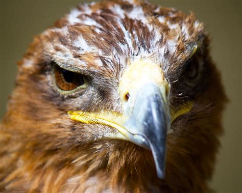 Kahn the male Golden Eagle close up by Steve-FraserUK on deviantART