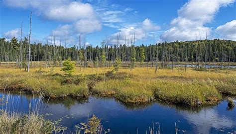 Peatlands and their importance - Civilsdaily