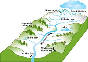 12+ Diagram Of Watershed - FrenkGeorgeo