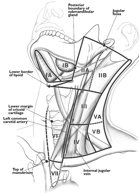 Head and Neck Nodes