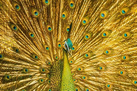 Golden peacock — Stock Photo © phongphan #80595016