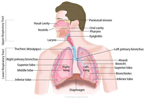 Respiratory System: Structure, Parts & Function » How To Relief | Human respiratory system ...