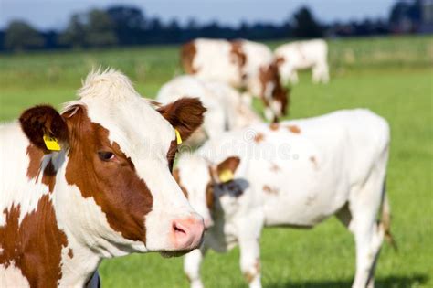 Brown white cow stock image. Image of nature, dutch, dairy - 26911377