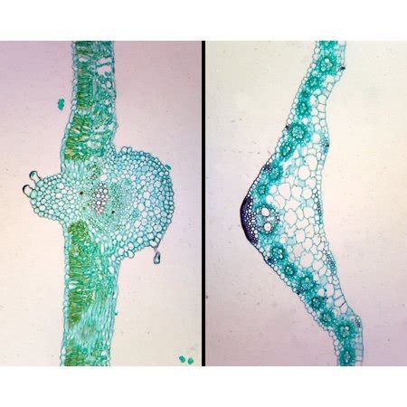 GSC International PS0011 Monocot and Dicot Leaf Comparison Cross Section - Microscope Slide ...