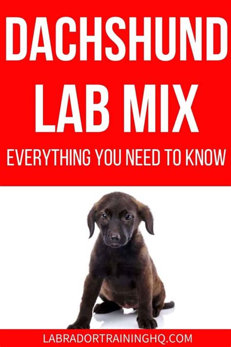 Dachsador: What You Need To Know About The Dachshund Lab Mix