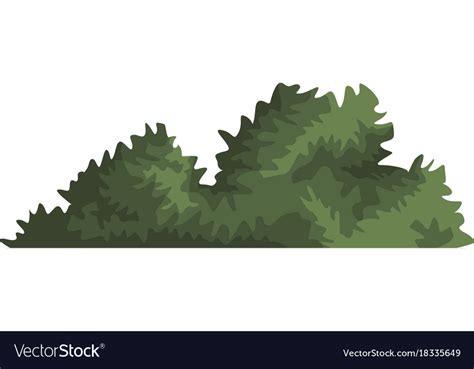 Bush plant isolated Royalty Free Vector Image - VectorStock