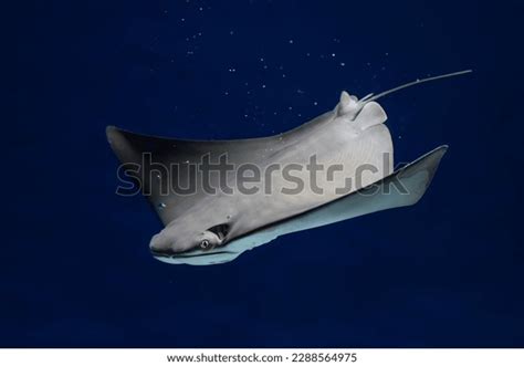 Stingray Underwater: Over 11,117 Royalty-Free Licensable Stock Photos ...