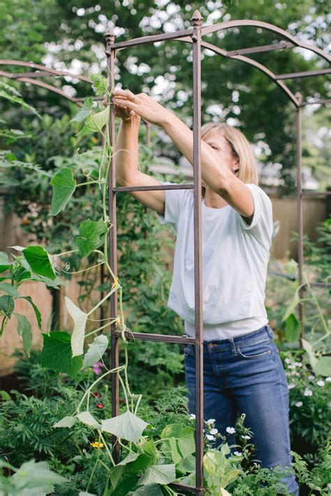 Why You Should Grow Cucumbers on a Trellis • Gardenary