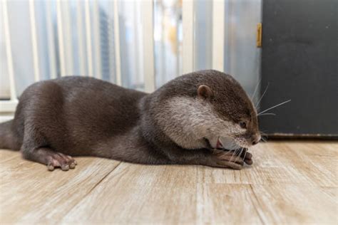 280+ Otter Japanese Stock Photos, Pictures & Royalty-Free Images - iStock