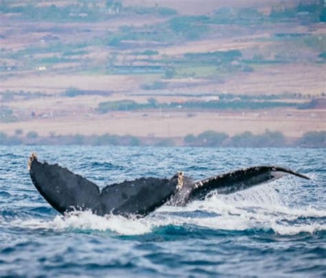 Ultimate Whale Watching Tours on Maui 2025 | Guaranteed Whale Sightings