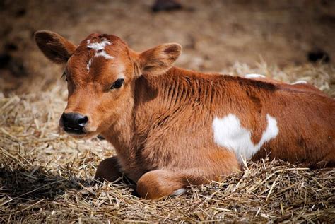 Gallery - Chisholm Family Farm | Jersey cow, Cute cows, Farm baby