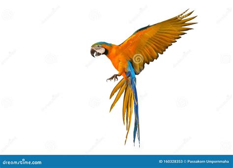 Colorful Flying Parrot Isolated on White Background. Stock Image - Image of color, tropical ...