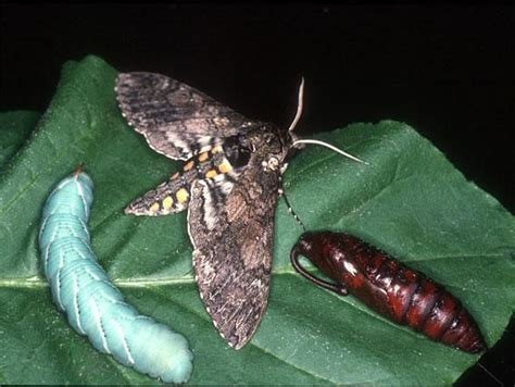 a moth sitting on top of a green leaf next to a caterpillar