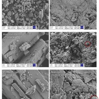 Structural formula and natural sources of naringenin. | Download ...