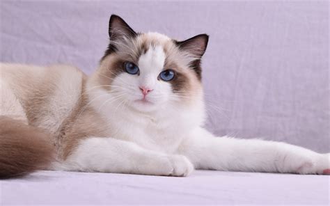 Download wallpapers 4k, Ragdoll Cat, pets, blue eyes, cute animals, cats, Ragdoll for desktop ...