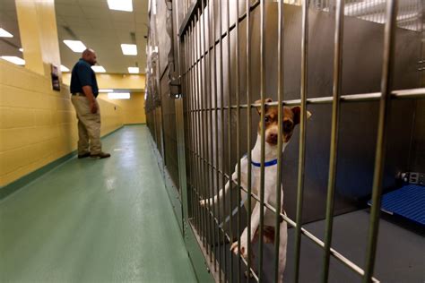 Local animal shelters at all-time low during COVID-19 outbreak - The Daily Memphian