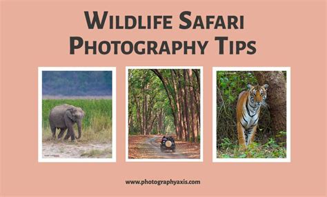 11 Pro Tips for Wildlife Safari Photography - PhotographyAxis