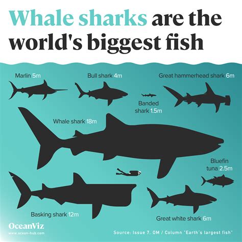 Worlds Biggest Whale Shark