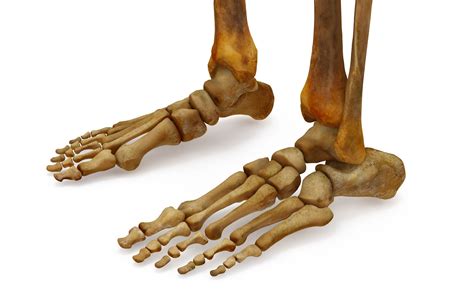 Human leg bones 3D Model - by Renderbot LLC