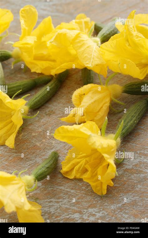 edible cucumber flowers Stock Photo - Alamy