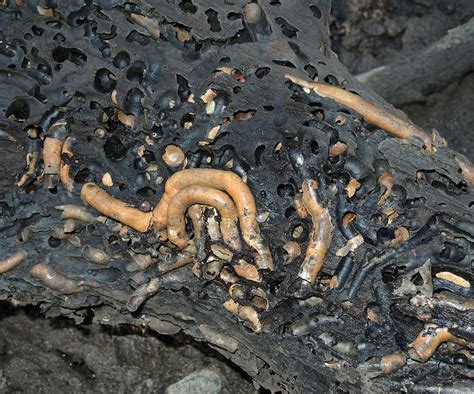 Queensland Coast: Creatures that Live in Logs in Mangrove Swamps