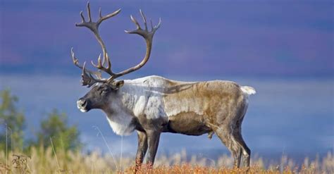 Caribou vs Moose: What Are the Differences? - IMP WORLD