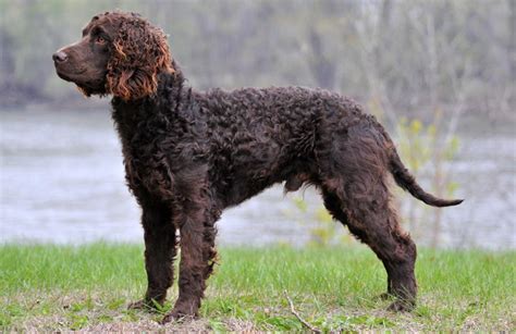 American Water Spaniel Information, Temperament, Training, Puppies, Pictures