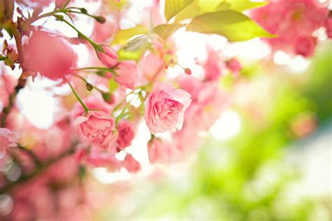 🔥 Download 4k Wallpaper Pink Flowers Leaves Branches Tree Spring by ...