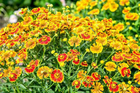 How to Grow and Care for Helenium (Sneezeweed)