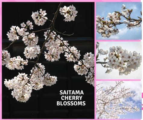 Saitama Cherry Blossoms 2024: most famous spots ⋆ In Saitama