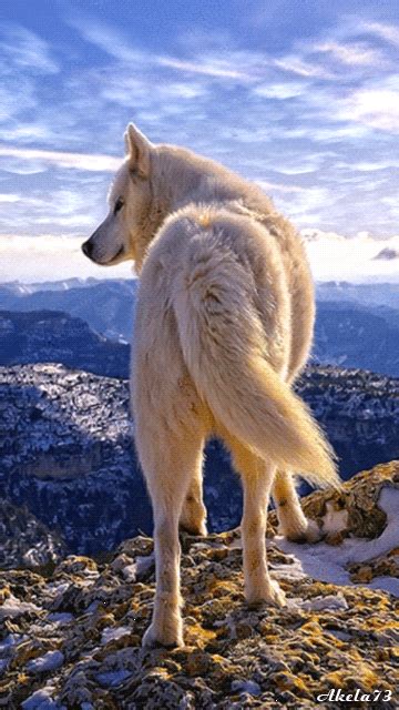 Canis lupus 101: Idaho halts controversial wolf kill