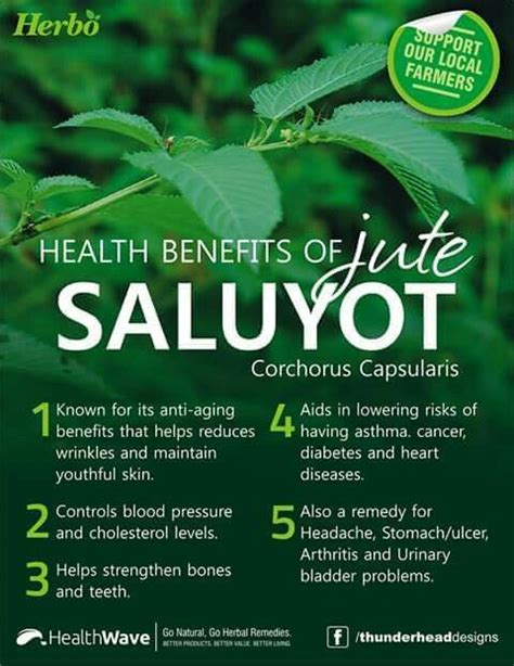 The health benefits of jute saluyot | Health, Health 2020, Health and nutrition