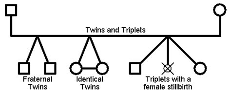 the three types of trees that can be found in this diagram, and what they are labeled