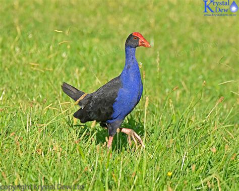 Pukeko In Paddock