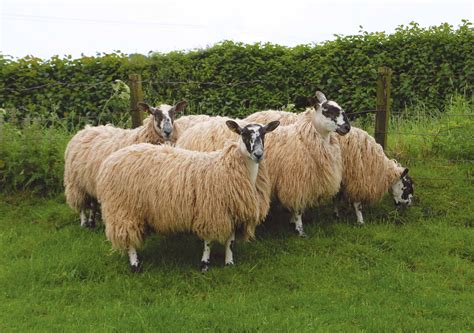 Mule - Scotch www.britishwool.org.uk Agriculture, Farming, Sheep Breeds ...