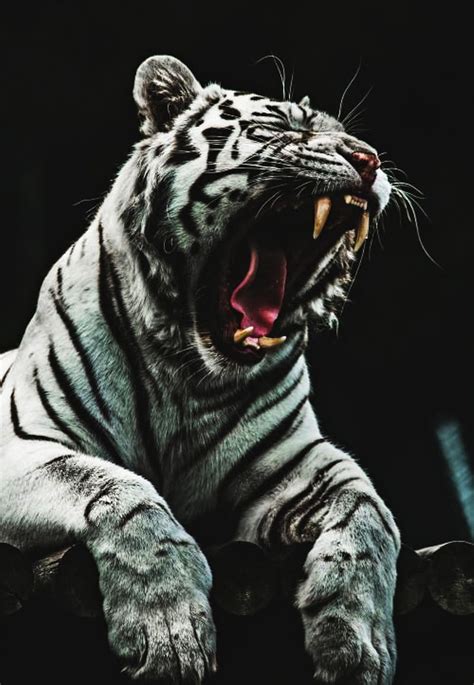 White tiger, roar, tigers, yawn, HD phone wallpaper | Peakpx